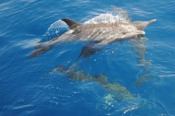 Swim with Wild Dolphins in Hurghada