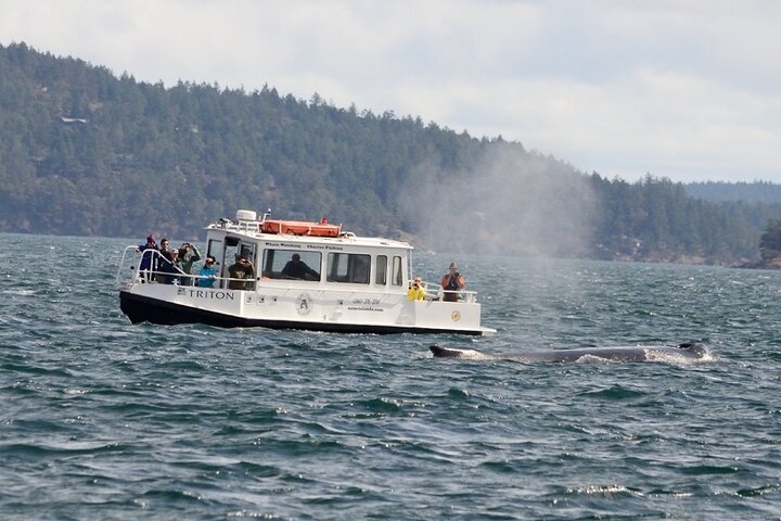 Orcas Island Whale Watching