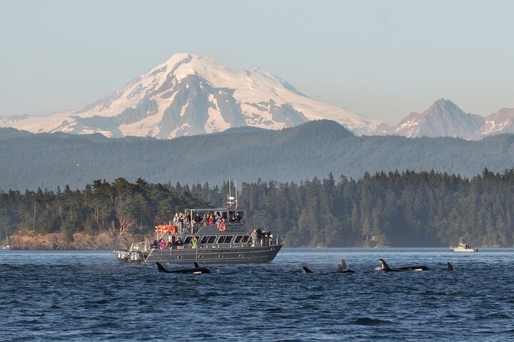 Orcas Island Whale Watching