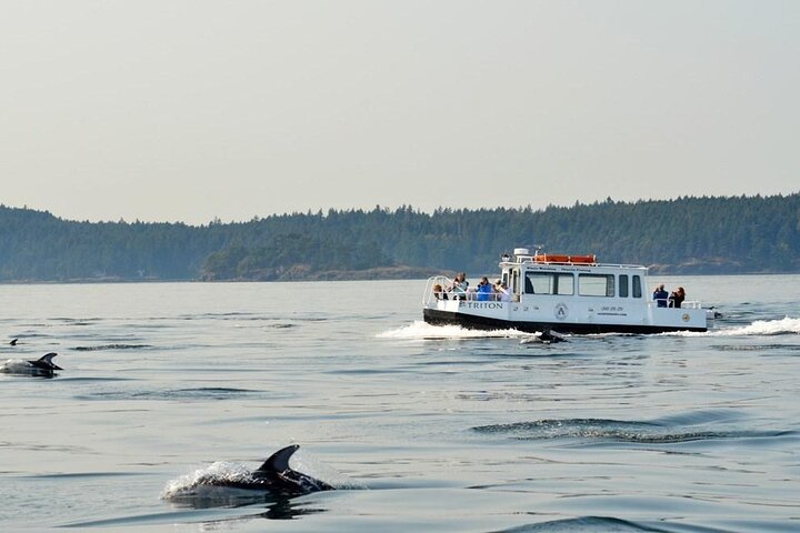 Orcas Island Whale Watching