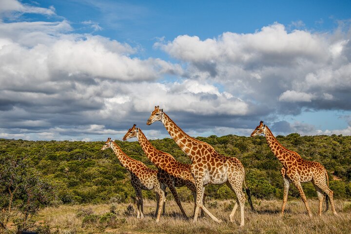 Day Safari at Pumba Private Game Reserve