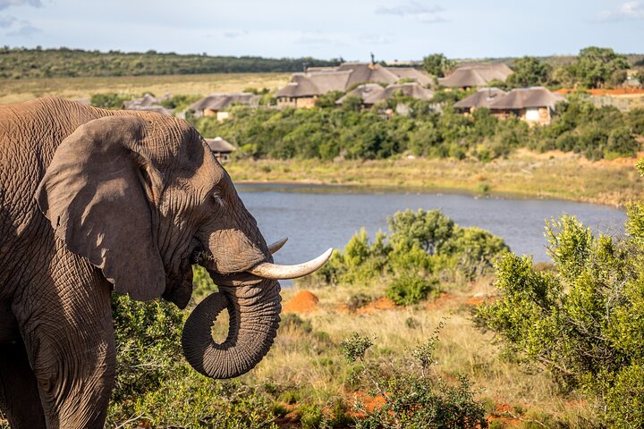 Day Safari at Pumba Private Game Reserve