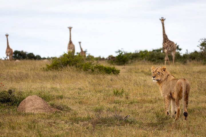 Day Safari at Pumba Private Game Reserve