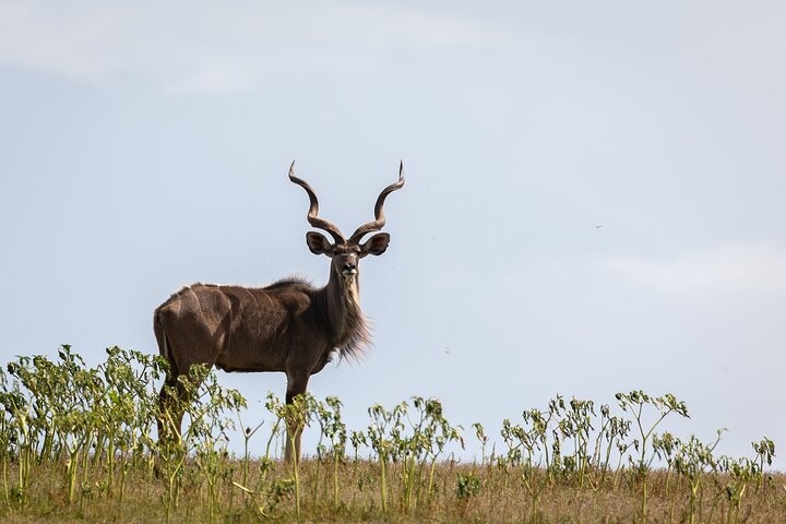 Day Safari at Pumba Private Game Reserve
