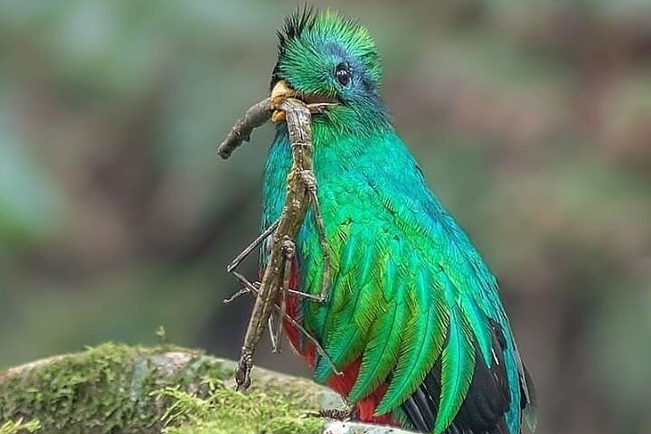 El Quetzal Birdwatching Tour from Cobán:Guatemala's National Bird
