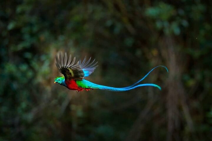 El Quetzal Birdwatching Tour from Cobán:Guatemala's National Bird