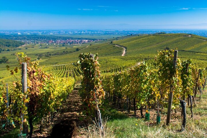 Alsace Full Day Wine Tour from Colmar