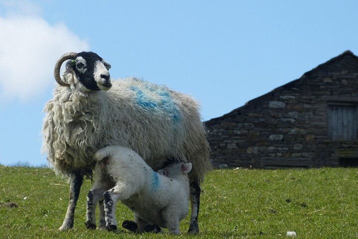 Private "All Creatures Great and Small" Yorkshire Dales Tour from Harrogate