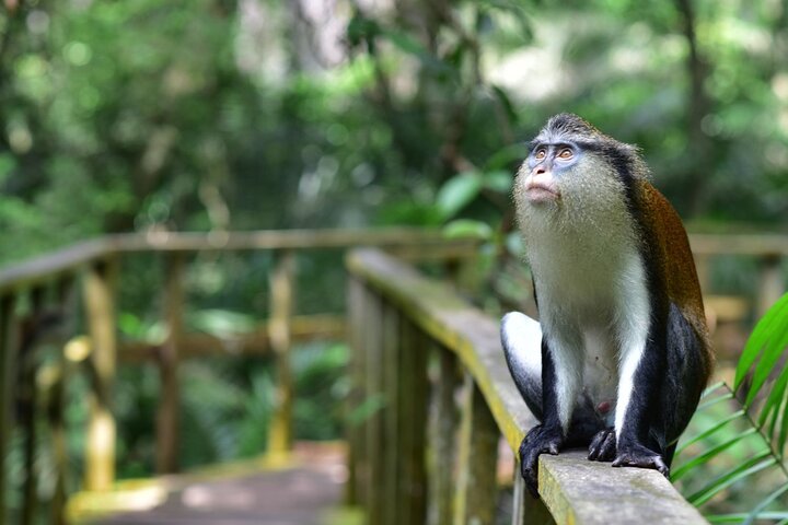 Lekki Conservation Center Extraordinary Tour