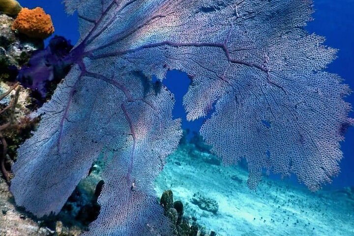 Cozumel Snorkeling Tour: Palancar, Columbia and El Cielo Reefs