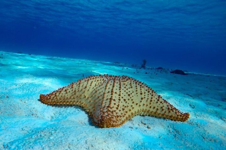 Cozumel Snorkeling Tour: Palancar, Columbia and El Cielo Reefs