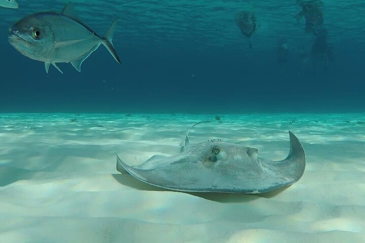 Cozumel Snorkeling Tour: Palancar, Columbia and El Cielo Reefs