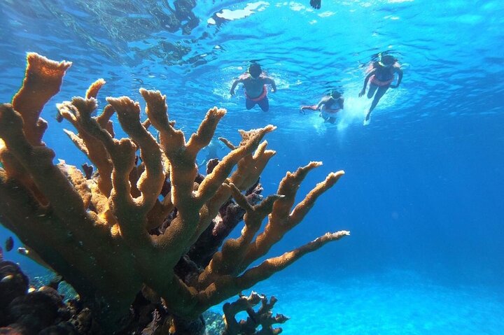 Cozumel Snorkeling Tour: Palancar, Columbia and El Cielo Reefs