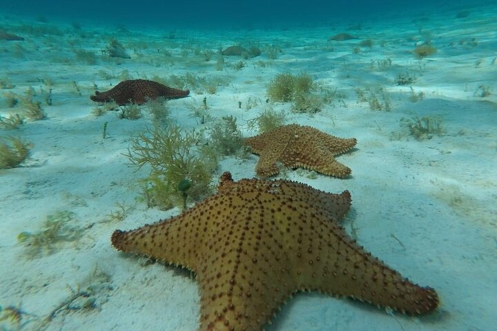 Cozumel Snorkeling Tour: Palancar, Columbia and El Cielo Reefs