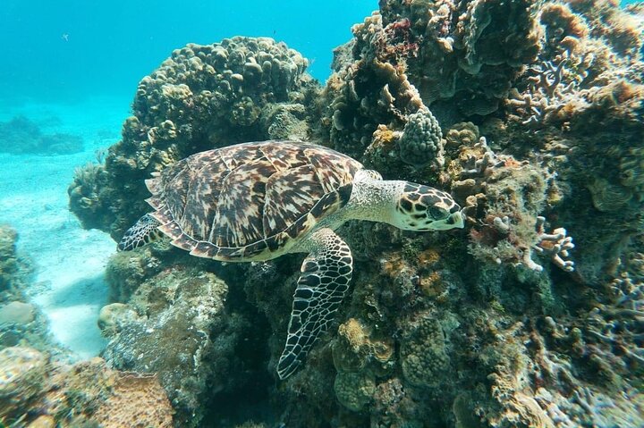 Cozumel Snorkeling Tour: Palancar, Columbia and El Cielo Reefs