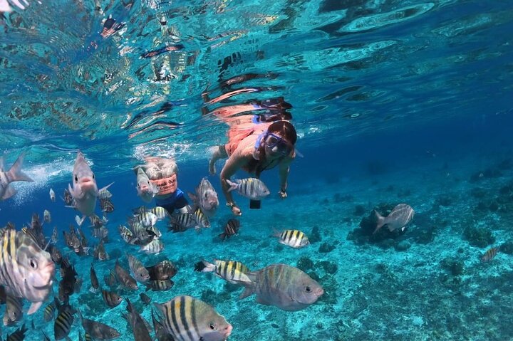Cozumel Snorkeling Tour: Palancar, Columbia and El Cielo Reefs