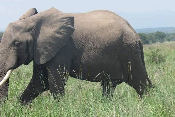 2 Days Selous Game Reserve from Zanzibar