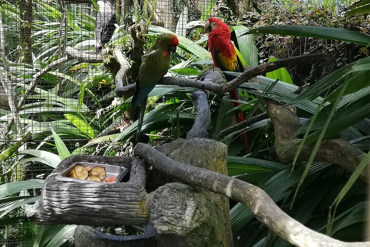 Poas Volcano and La Paz Waterfall Gardens Private Tour
