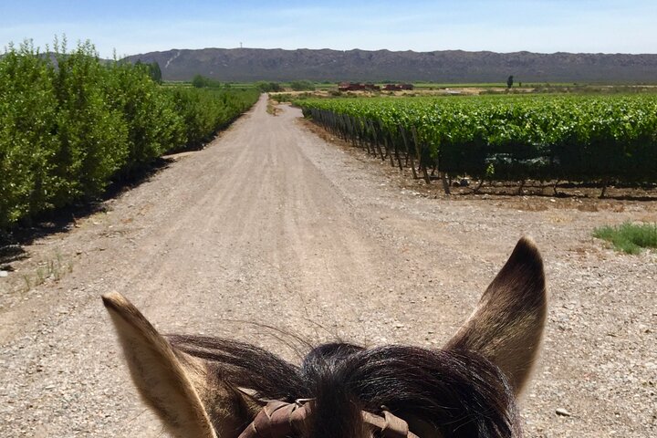 Horseback ride through vineyards followed by gourmet lunch