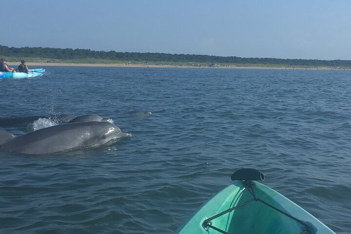Small Group Dolphin Kayak Eco-Tour