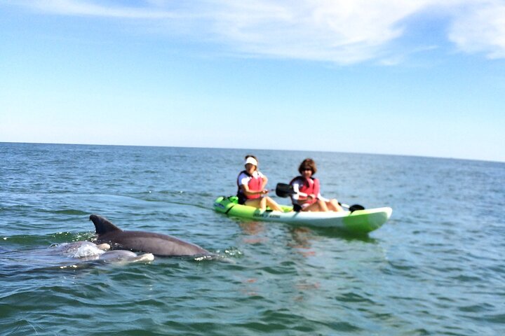 Small Group Dolphin Kayak Eco-Tour