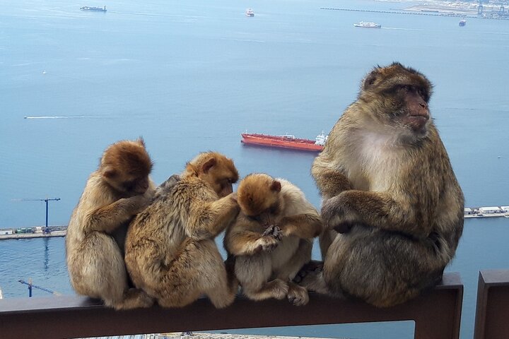 Gibraltar Sightseeing: Classic Rock Tour (Private)