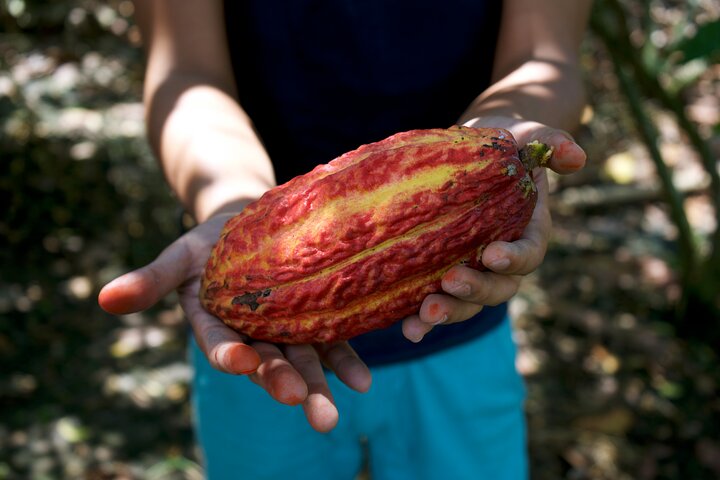 Small Group Guayaquil and Cocoa Farm Full-Day Tour