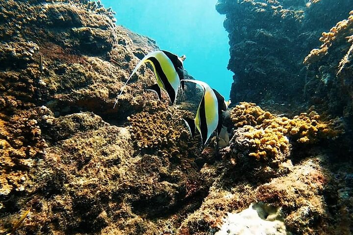 Caño Island all inclusive Snorkeling Tour in small groups