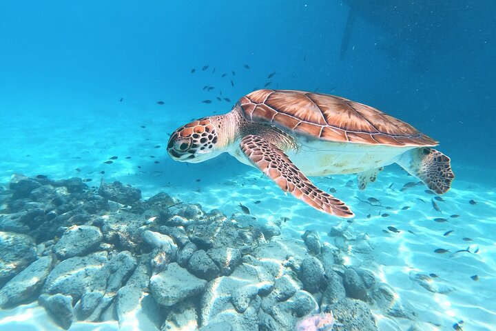 Unforgettable Sea Turtle Swim & Grote Knip Beach Escape