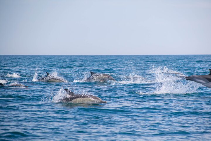 Portimão:Embark on Nature•Benagil and Dolphins•Biologist on board