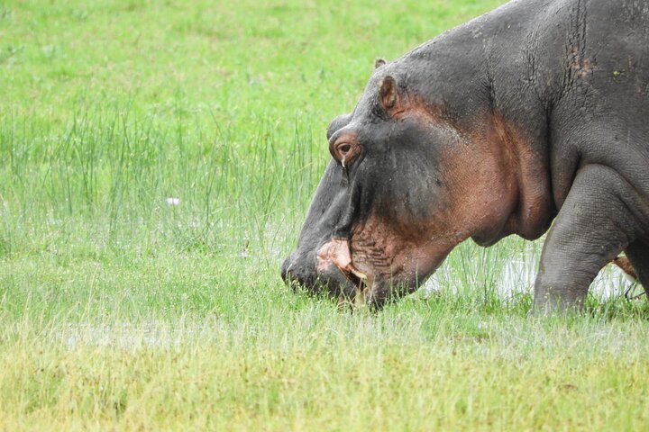 Private Adventure: Nairobi park, Elephants & Giraffe centre