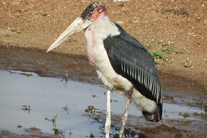 Private Adventure: Nairobi park, Elephants & Giraffe centre