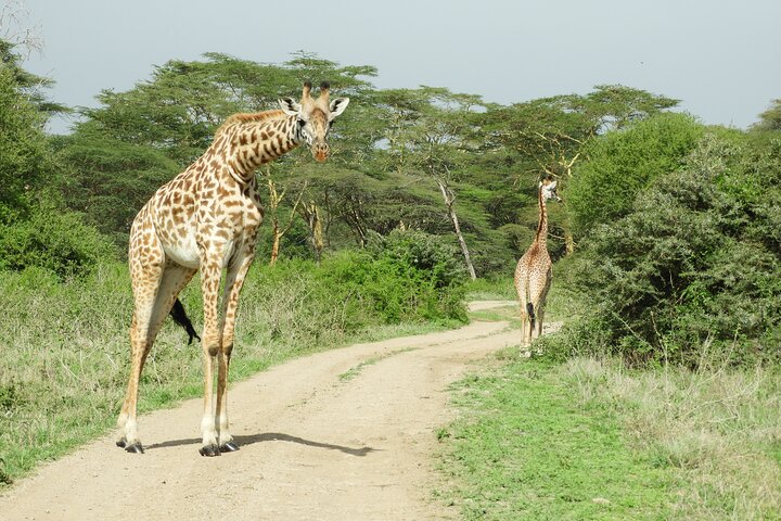 Private Adventure: Nairobi park, Elephants & Giraffe centre