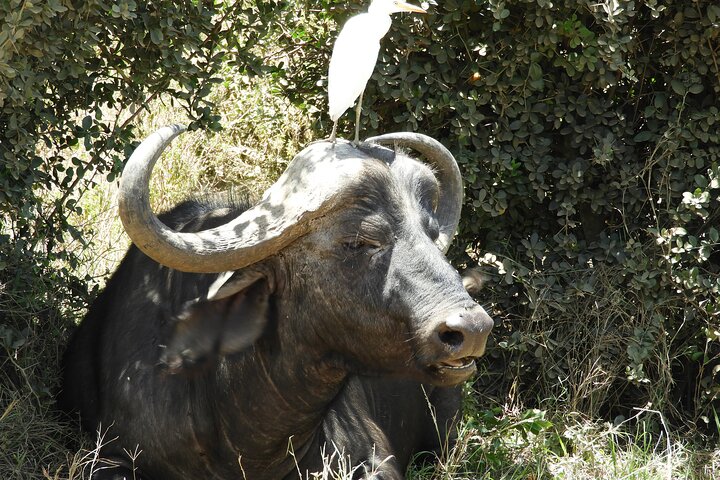 Private Adventure: Nairobi park, Elephants & Giraffe centre