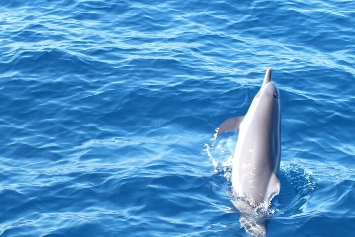 Dolphin & Whale Watching in Puerto Escondido