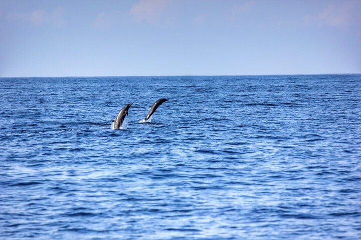 Dolphin & Whale Watching in Puerto Escondido
