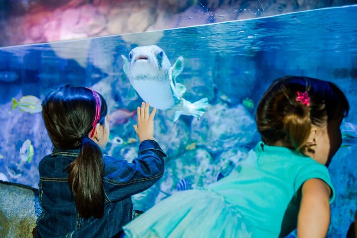 SEA LIFE Aquarium Minnesota Admission Ticket at Mall of America