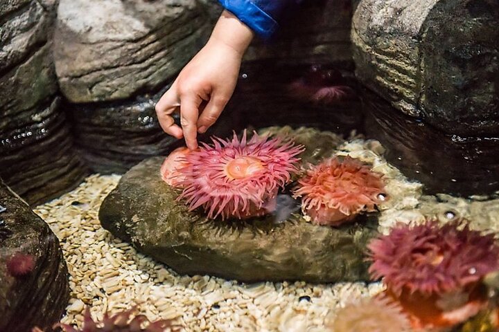 SEA LIFE Aquarium Minnesota Admission Ticket at Mall of America