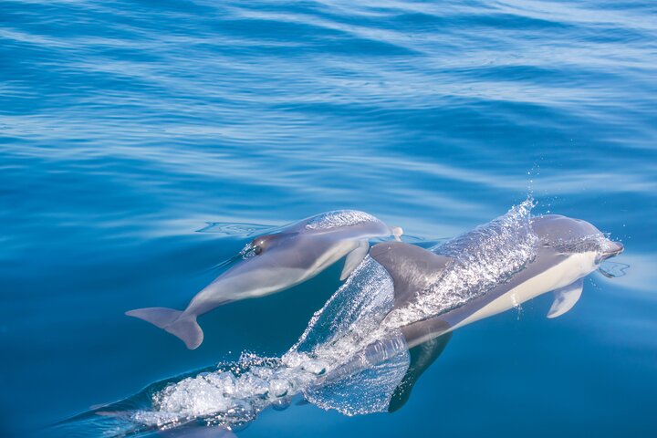 Portimão:Embark on Nature•Benagil and Dolphins•Biologist on board