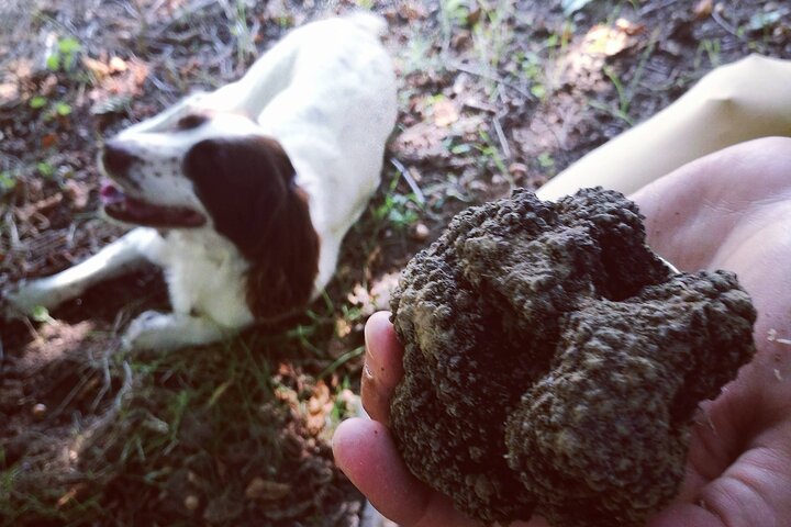Langhe Truffle hunting Experience