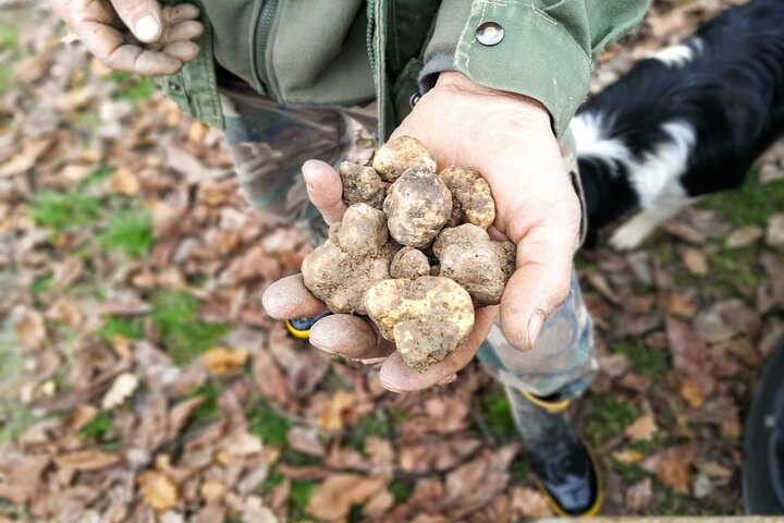 Langhe Truffle hunting Experience