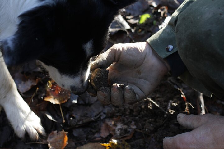 Langhe Truffle hunting Experience