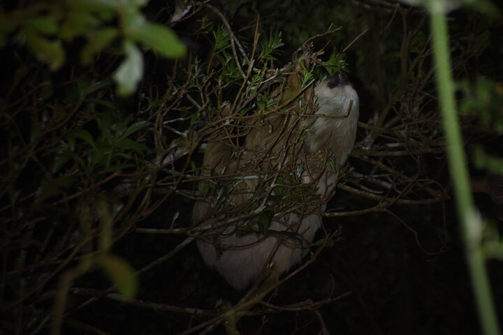 Monteverde Night Tour: Glass Frogs, lateralis, Sloths & Jungle