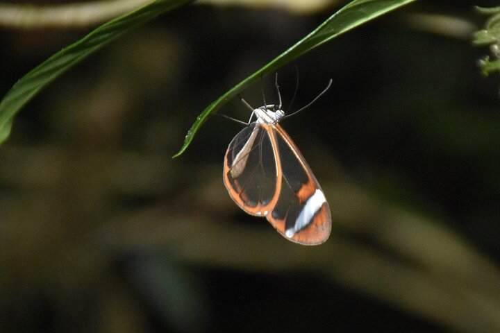 Monteverde Night Tour: Glass Frogs, lateralis, Sloths & Jungle