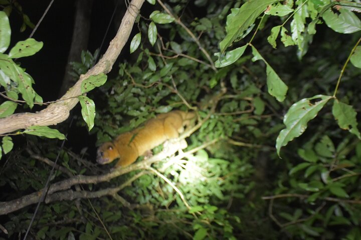 Monteverde Night Tour: Glass Frogs, lateralis, Sloths & Jungle