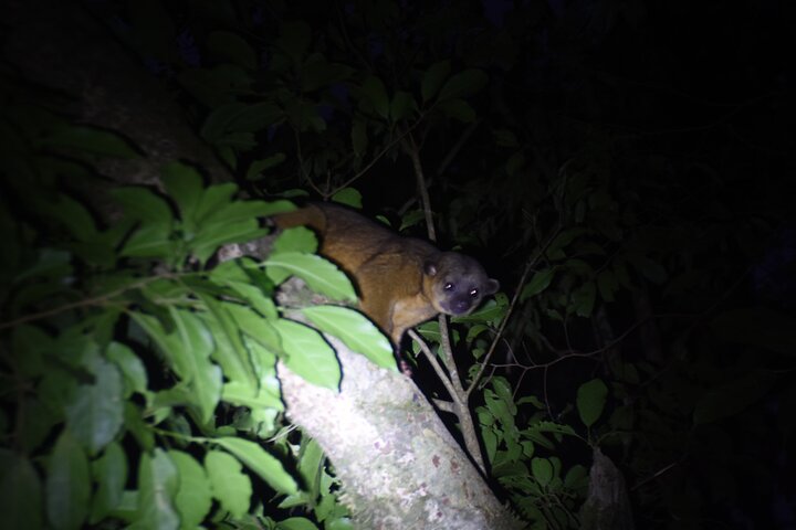 Monteverde Night Tour: Glass Frogs, lateralis, Sloths & Jungle