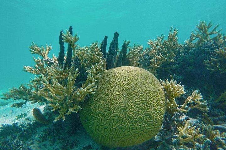 Creole Antigua Tours Snorkel - Lobster Lunch Cruise Cades Reef