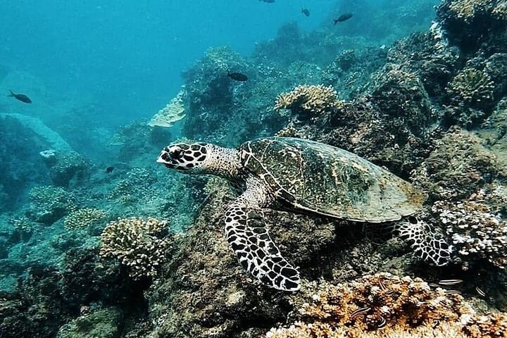 Caño Island all inclusive Snorkeling Tour in small groups