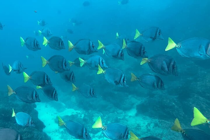 Caño Island all inclusive Snorkeling Tour in small groups