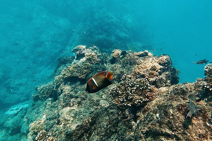 Caño Island all inclusive Snorkeling Tour in small groups